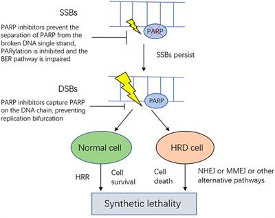 Frontiers Update On Poly Adp Ribose Polymerase Inhibitors In Ovarian